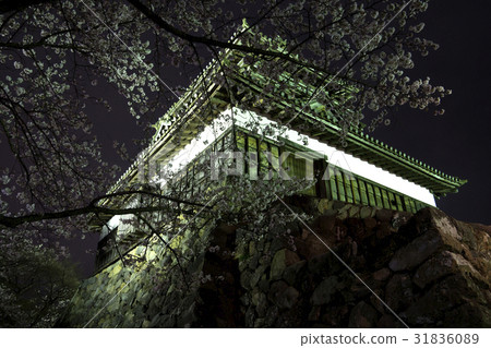 櫻花在晚上櫻花盛開的Maruoka節 31836089