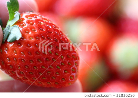 Shonan Ichigo 31836256