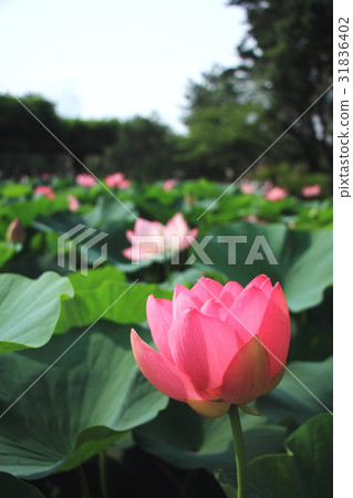 Oga lotus in front 31836402