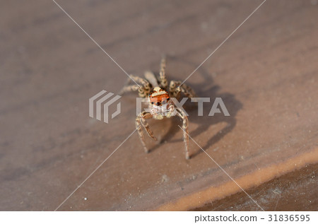 Misu Fly Trium - Three Muscle Spider 31836595