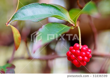Sanekazura fruit Sanekazura fruit 31836599