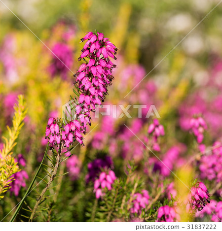 Beautiful flowers Myretoun Ruby.Erica carnea Beautiful flowers Myretoun Ruby.Erica carnea 31837222