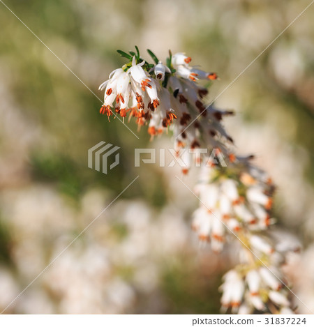 Beautiful flowers Dark Star.Calluna vulgaris Beautiful flowers Dark Star.Calluna vulgaris 31837224