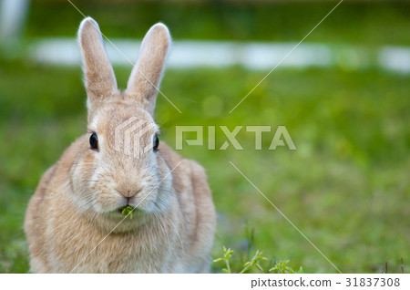 Sadojima Hasedza Town weed rabbit Sadojima Hasedza Town weed rabbit 31837308