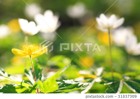 Spring flowers,floral background Spring flowers,floral background 31837309