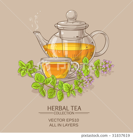 cup of oregano tea in teapot cup of oregano tea in teapot 31837619