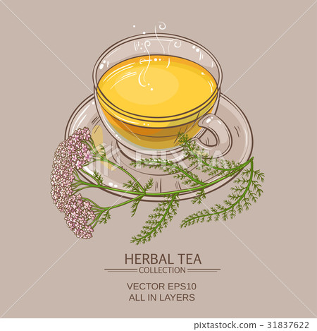 cup of yarrow tea cup of yarrow tea 31837622