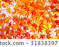 Autumn leaves 31838397