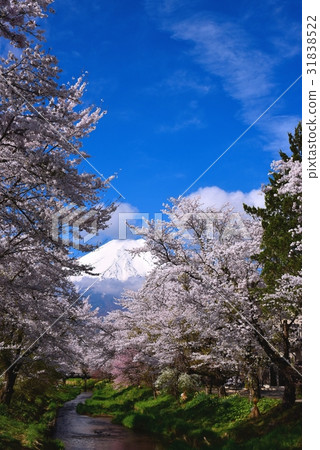 富士和櫻花 31838522