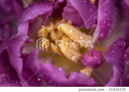 Center of the tulip flower. Macro photography 31838535