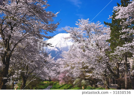 Fuji and cherry blossoms Fuji and cherry blossoms 31838536