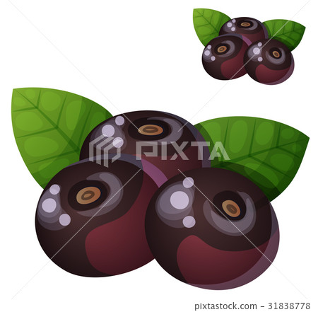 Acai berries illustration. Cartoon vector icon 31838778