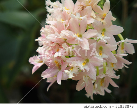 蘭花花 蘭花花 31838872