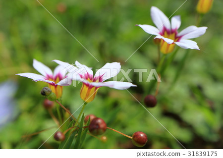 白花小花 31839175