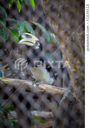Oriental Pied Hornbill in the zoo of thailand 31839318