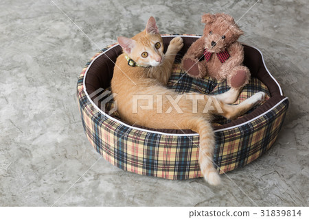 Cute kitty cat and teddy bear in cozy bed on floor 31839814
