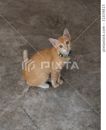 Cute kitten sitting on grunge cement floor 31839815