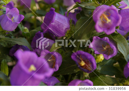 small purple flowers 31839956