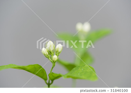 Jasmine flowers and tree over grey background 31840100