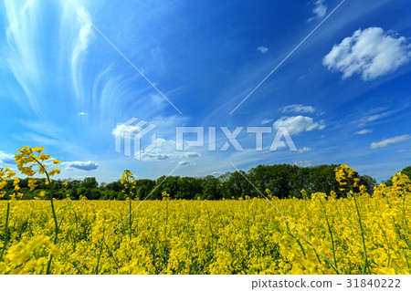 Rape field and blue sky with clouds 31840222