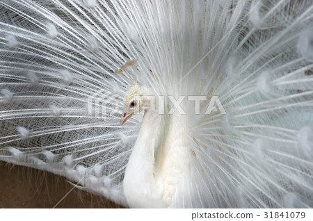 White peacock close-up 31841079