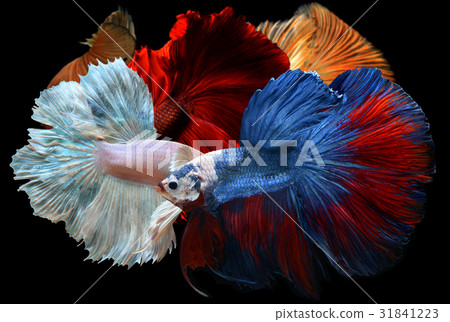 Mixed colorful fancy betta . Mixed colorful fancy betta . 31841223