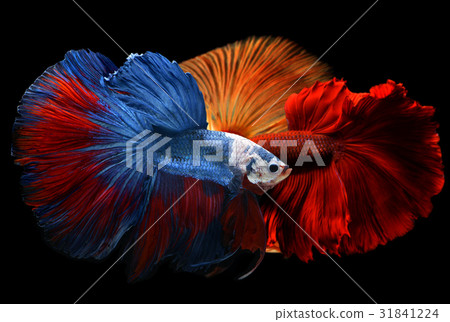 Mixed colorful fancy betta . Mixed colorful fancy betta . 31841224