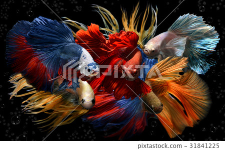Mixed colorful fancy betta . Mixed colorful fancy betta . 31841225
