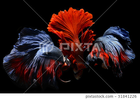 Mixed colorful fancy betta . Mixed colorful fancy betta . 31841226