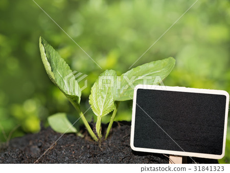 Blackboard sign and new plant Blackboard sign and new plant 31841323