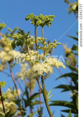 Healing Filipendula ulmaria 31841737