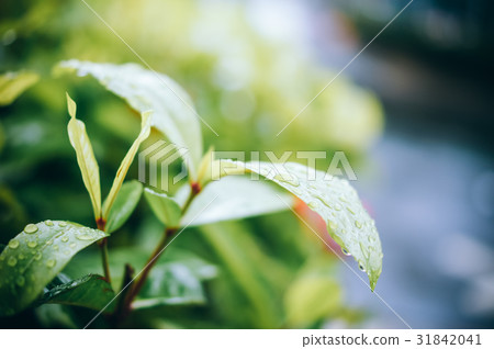 樹葉,植物,水滴,植物,草,葉,Leaves, plants, water droplets 31842041