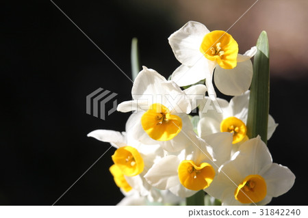 日本水仙花 31842240