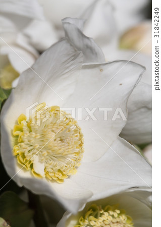 Christmas rose Christmas rose 31842249