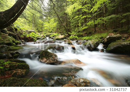 Forest stream flowing from the mountains Forest stream flowing from the mountains 31842737