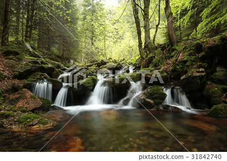 Forest stream flowing from the mountains 31842740