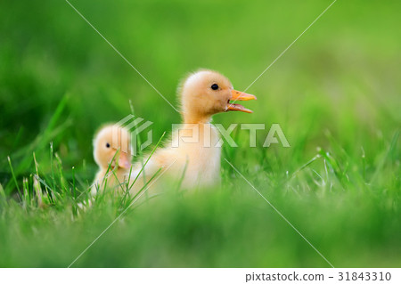 Two little duckling on green grass 31843310