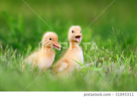 Two little duckling on green grass 31843311