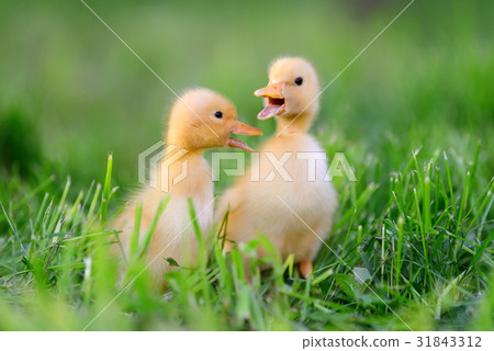 Two little duckling on green grass Two little duckling on green grass 31843312