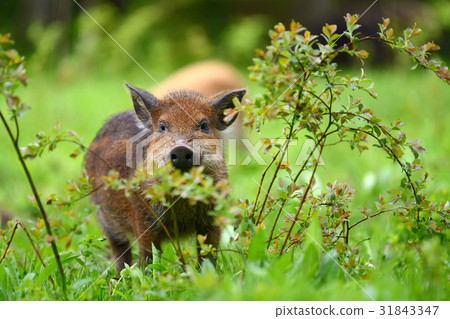Wild boar in forest 31843347