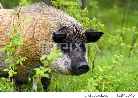 Wild boar in forest 31843349