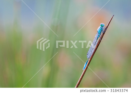 goblet marked damselfly 31843374