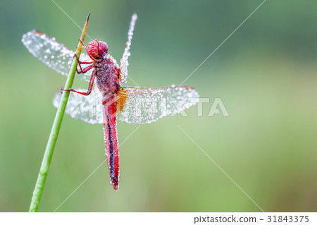 an Fire dragonfly 31843375