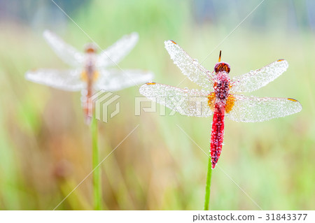 an Fire dragonfly 31843377