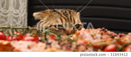 Cunning and dissatisfied look 31843412