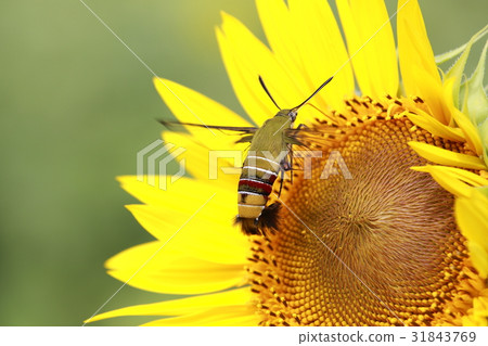 Hojaku吮向日葵蜂蜜 31843769