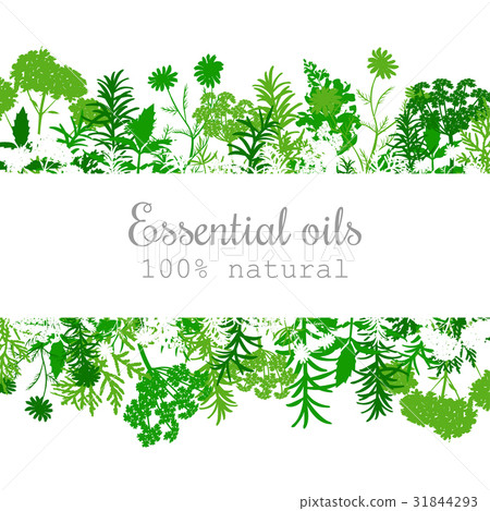 Popular essential oil plants label set in green. 31844293