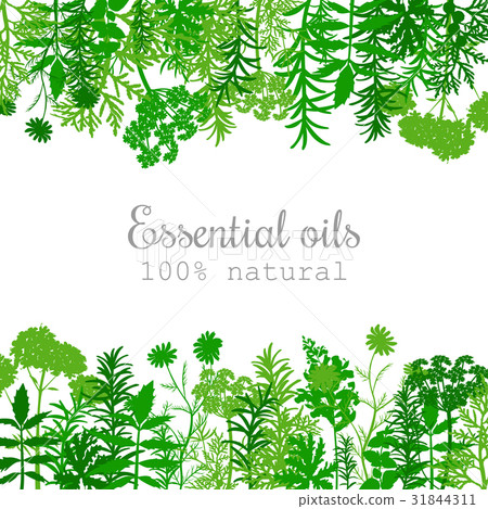 Popular essential oil plants label set in green 31844311