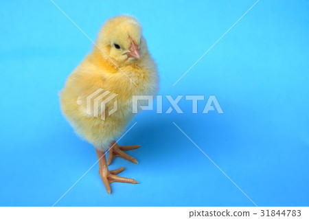 chicken on blue background baby bird hen chick 31844783