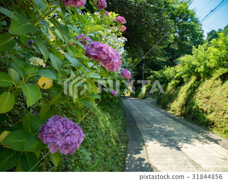 Hydrangea from Kamegaya, Kamakura City Hydrangea from Kamegaya, Kamakura City 31844856